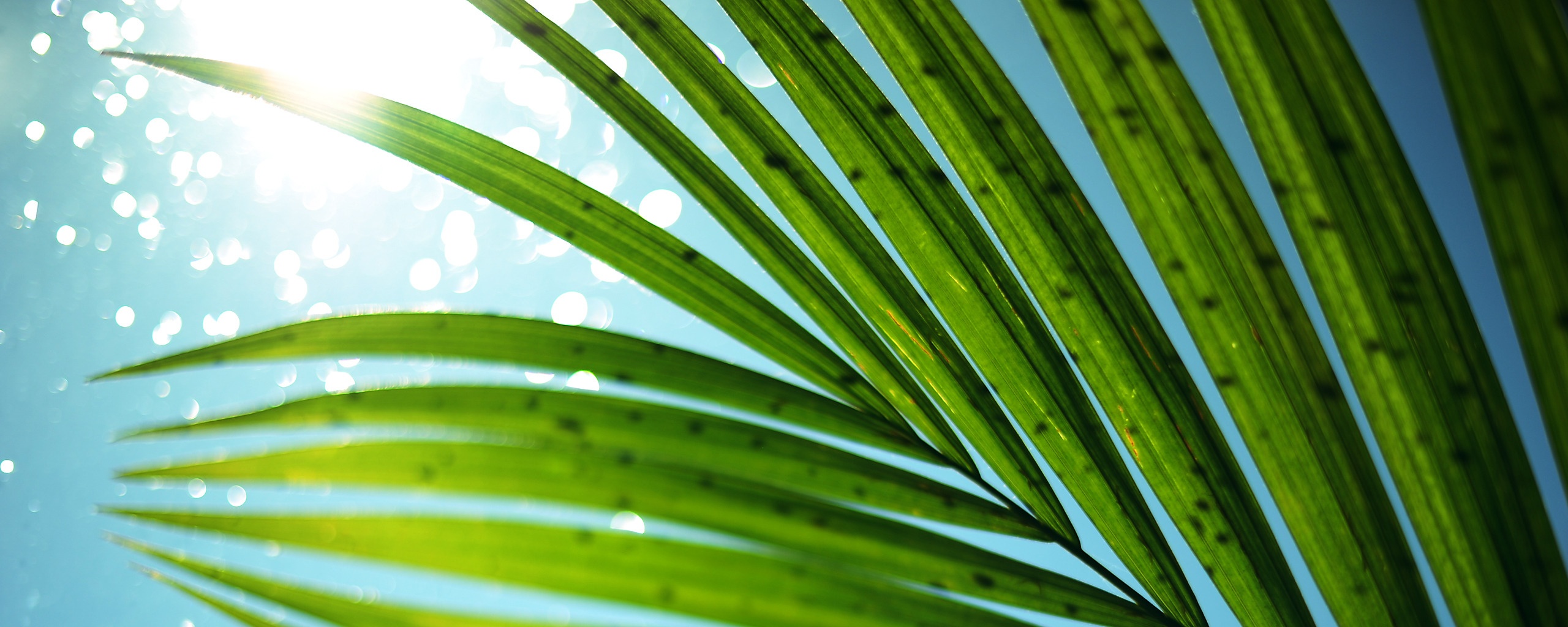 Солнце просвечивает сквозь пальмовый лист обои