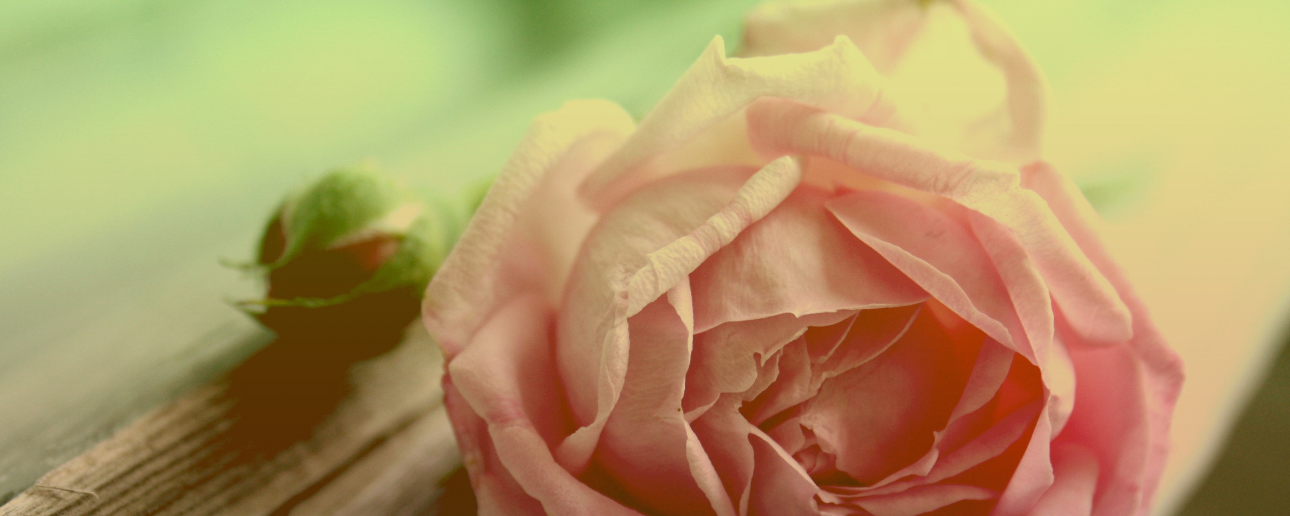 Бутон нежной розы обои