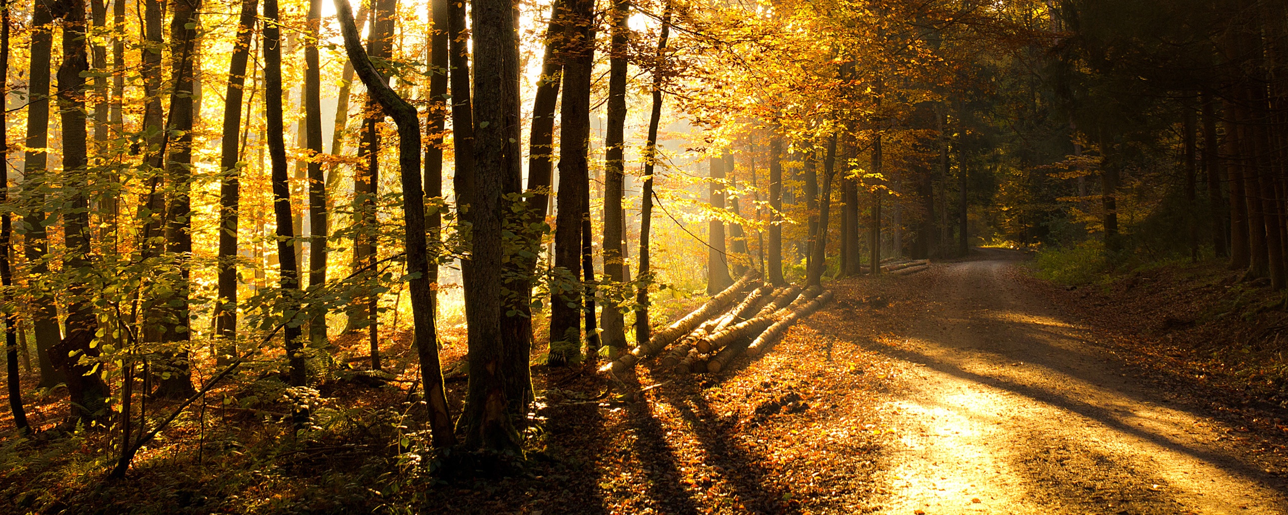Дорога вдоль просеки в осеннем лесу обои