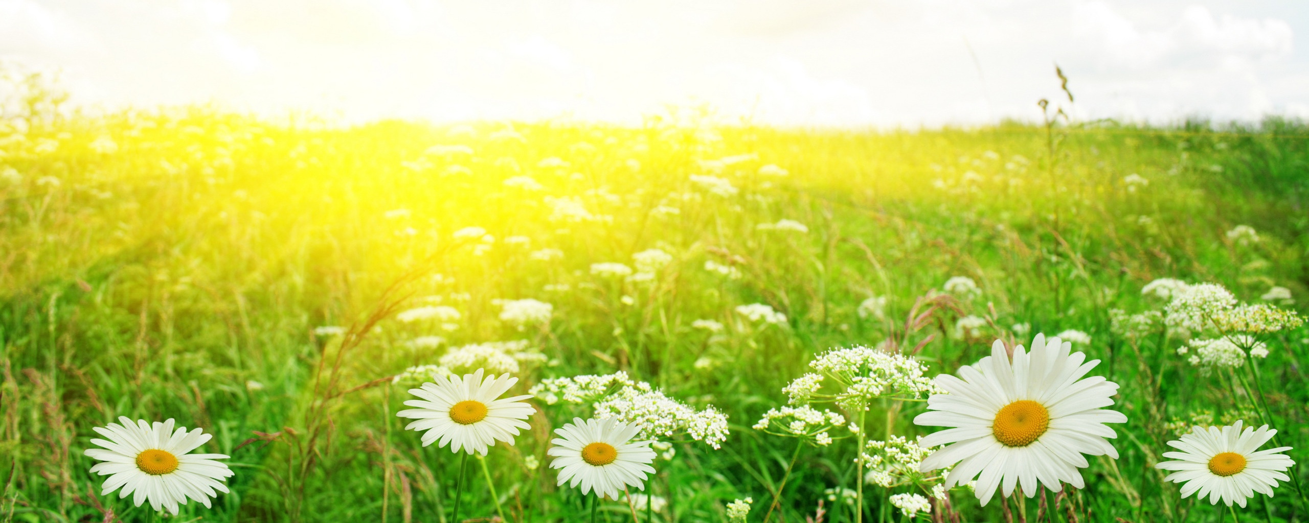 Поле ромашек обои