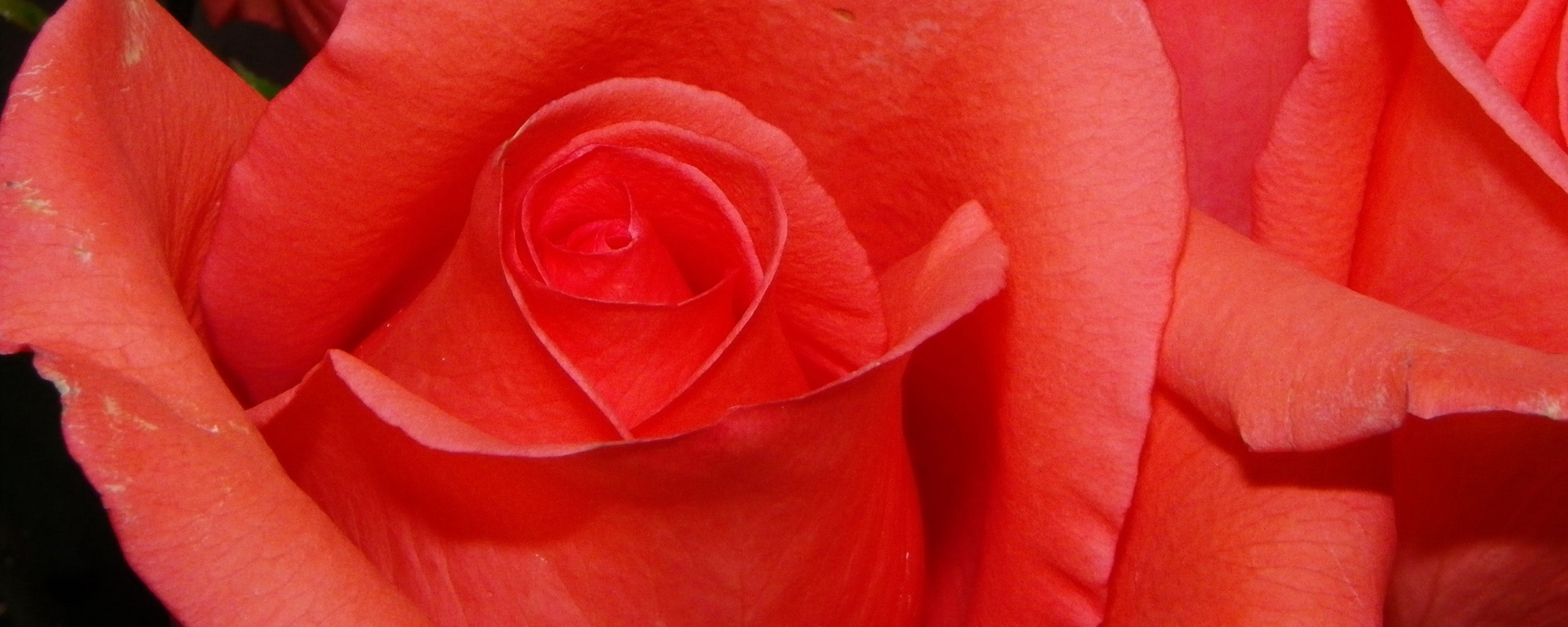 Бутон розы обои