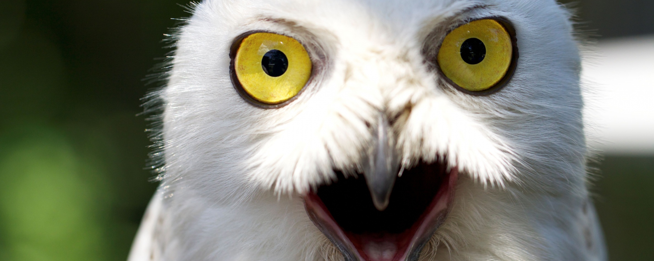 Сова в шоке! обои