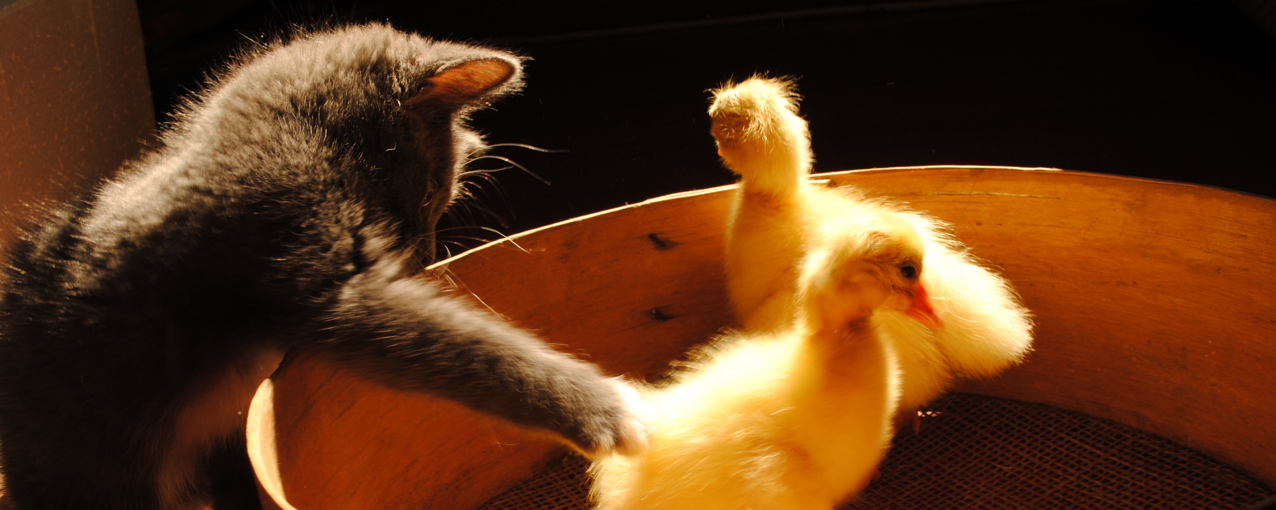 Котенок играет с утятами обои