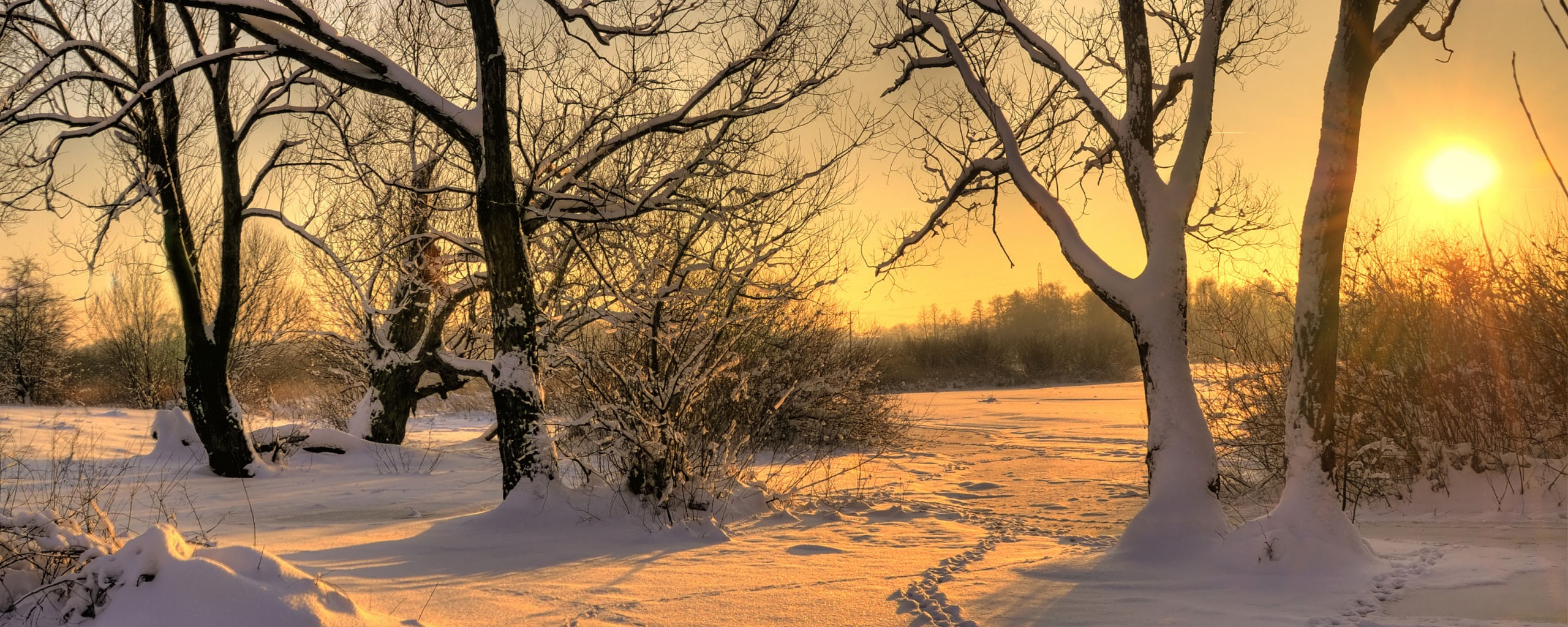 Солнечный свет в зимнем лесу обои