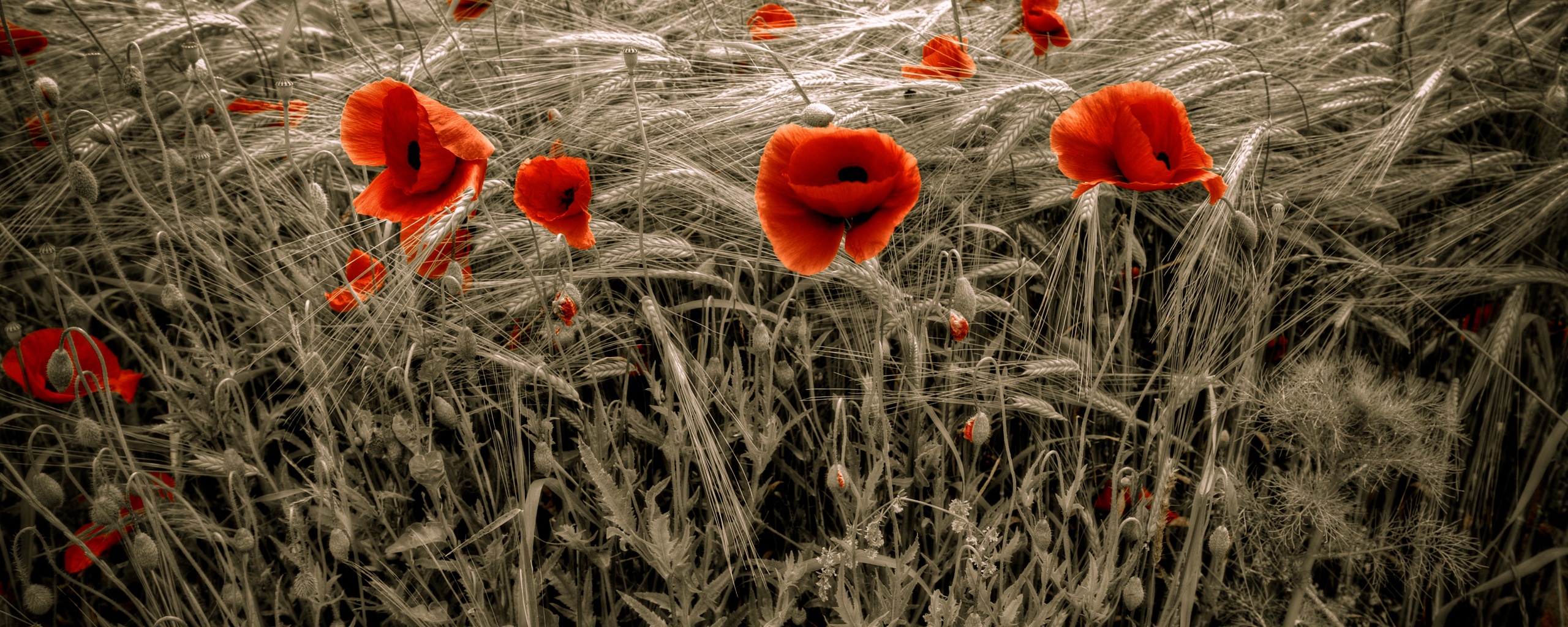 Красные маки обои