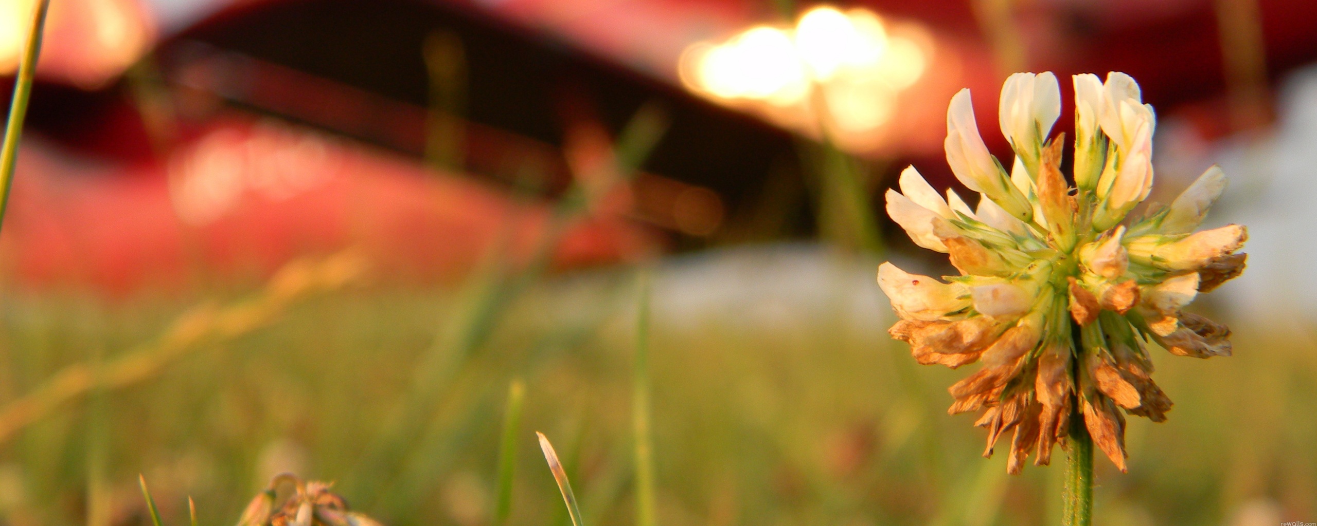 Цветок и красный самолет обои