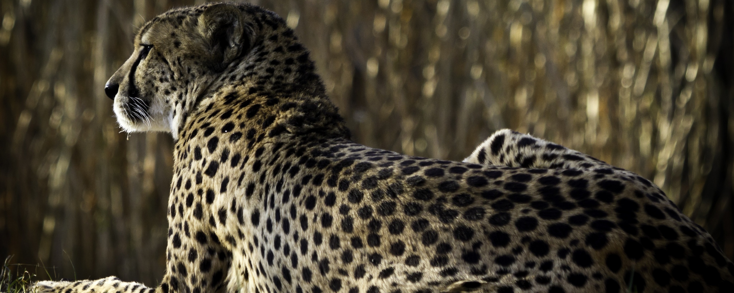 Гепард обои