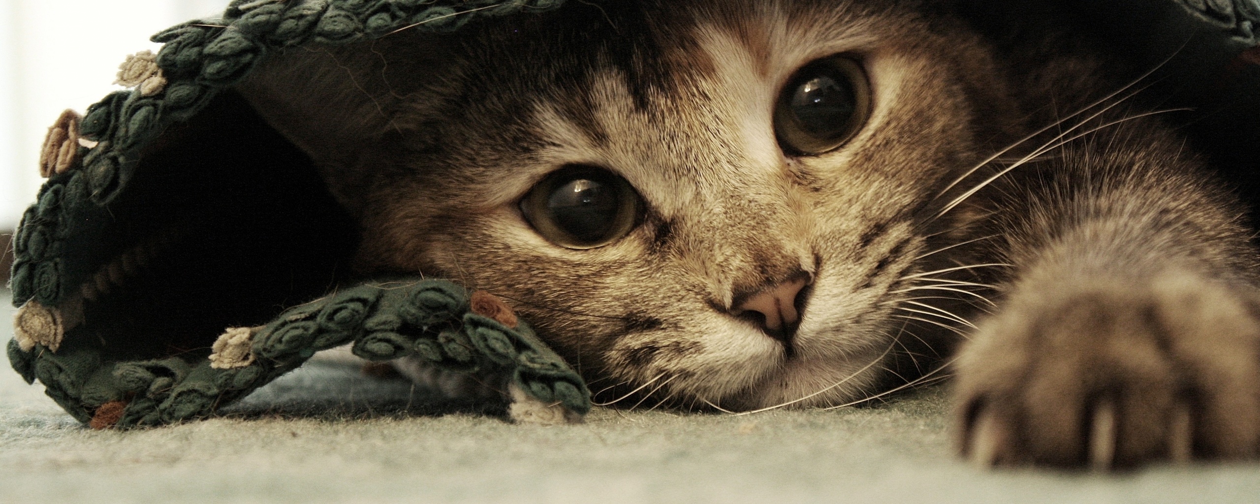 Кот под ковриком обои