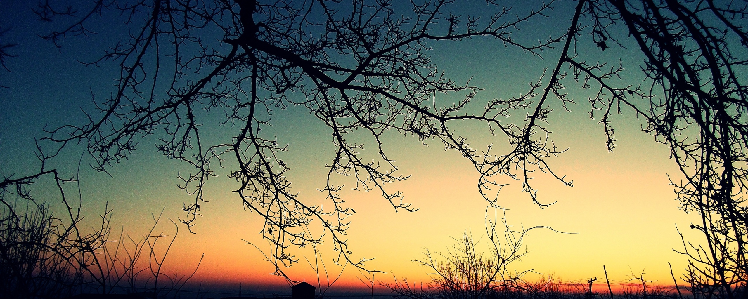 Закат сквозь ветки деревьев обои