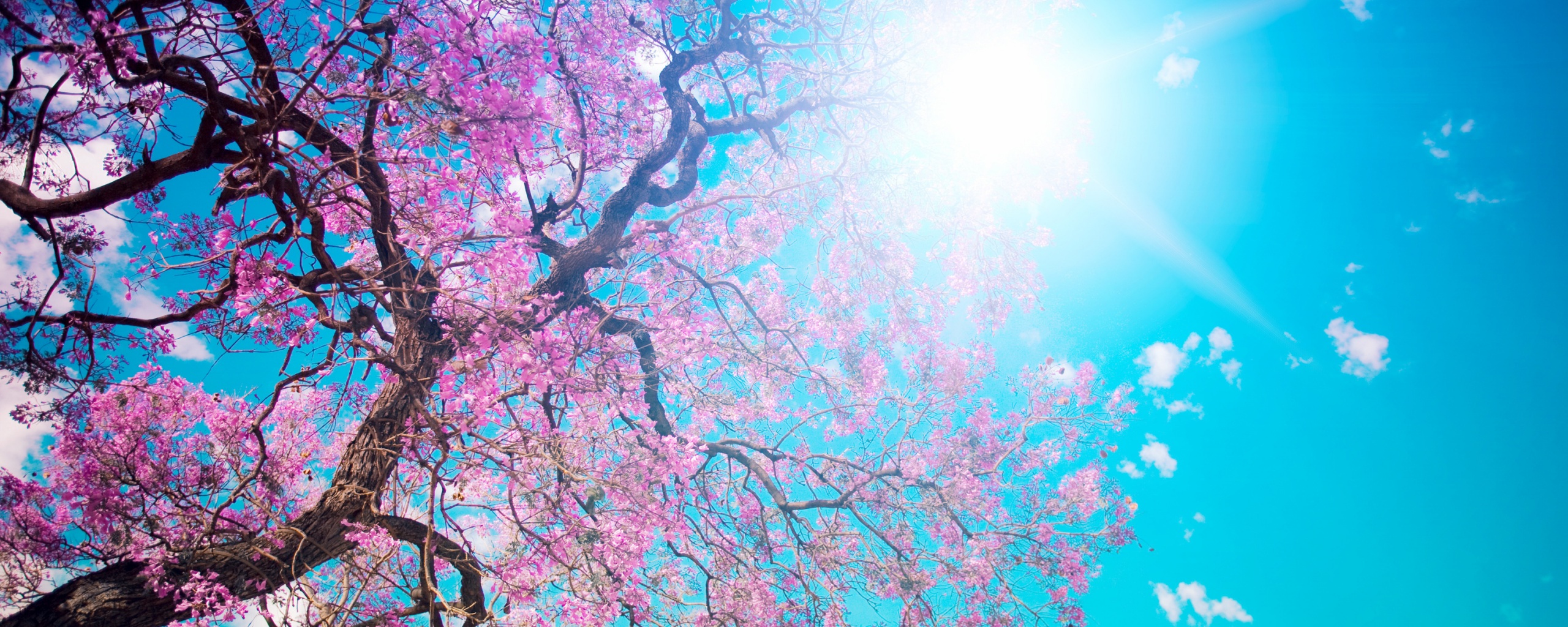 Цветение вишни обои