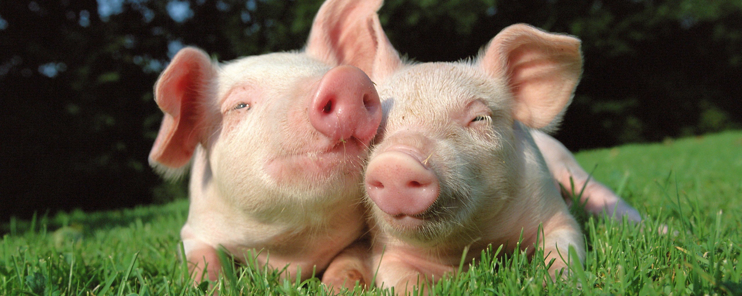 Два поросёнка обои