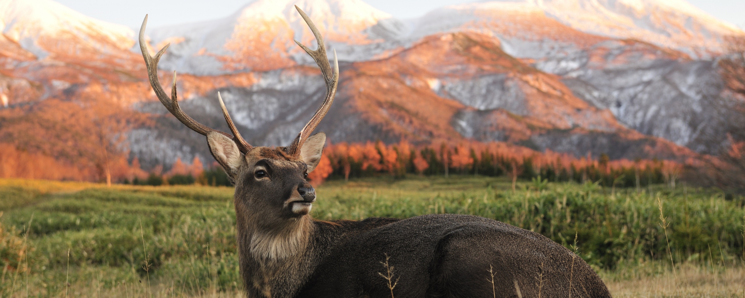 Олень отдыхает в предгорьях обои