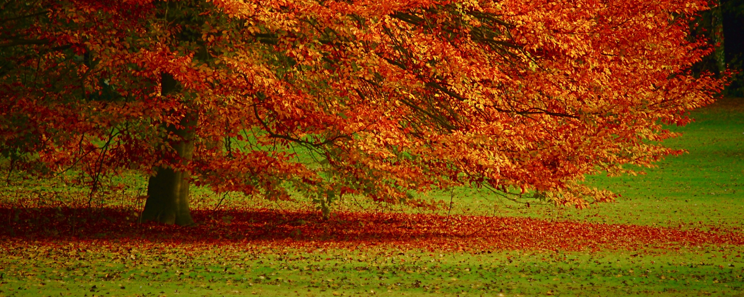 Пожелтевшее дерево с облетающей листвой обои