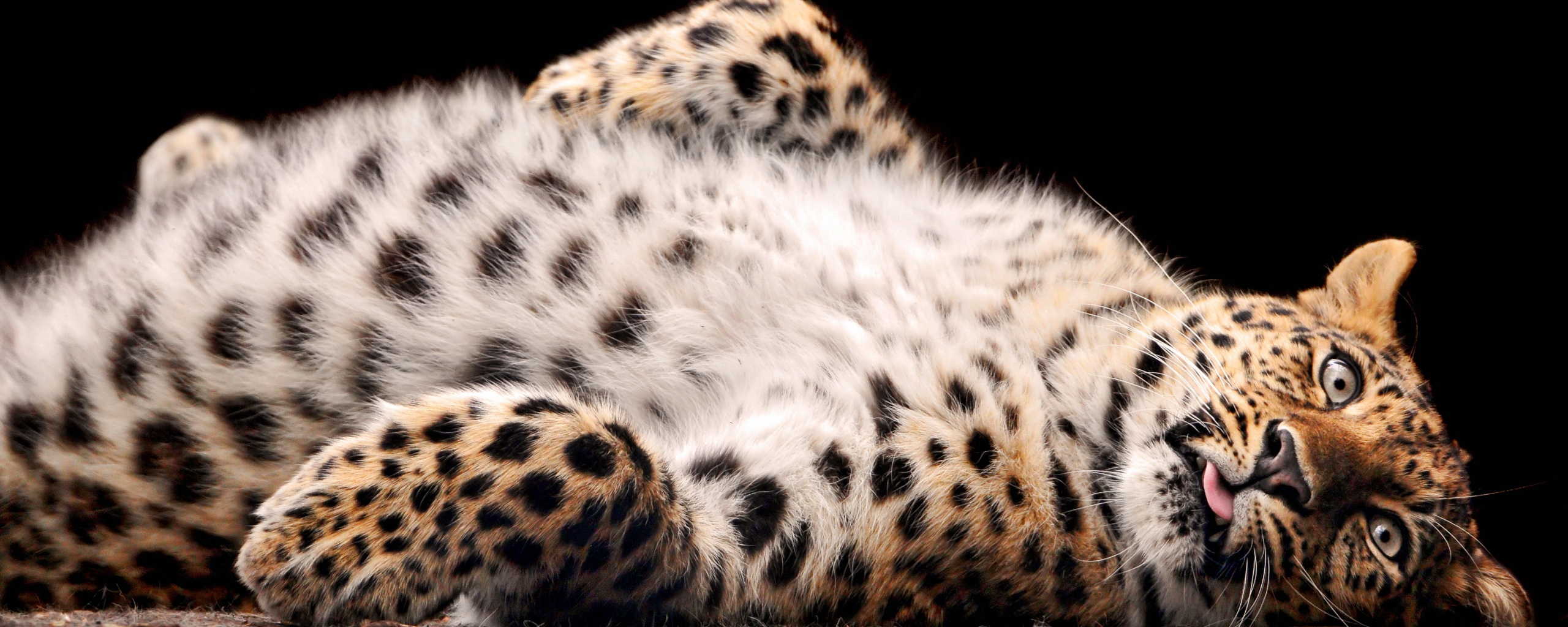 Большая пятнистая кошечка обои