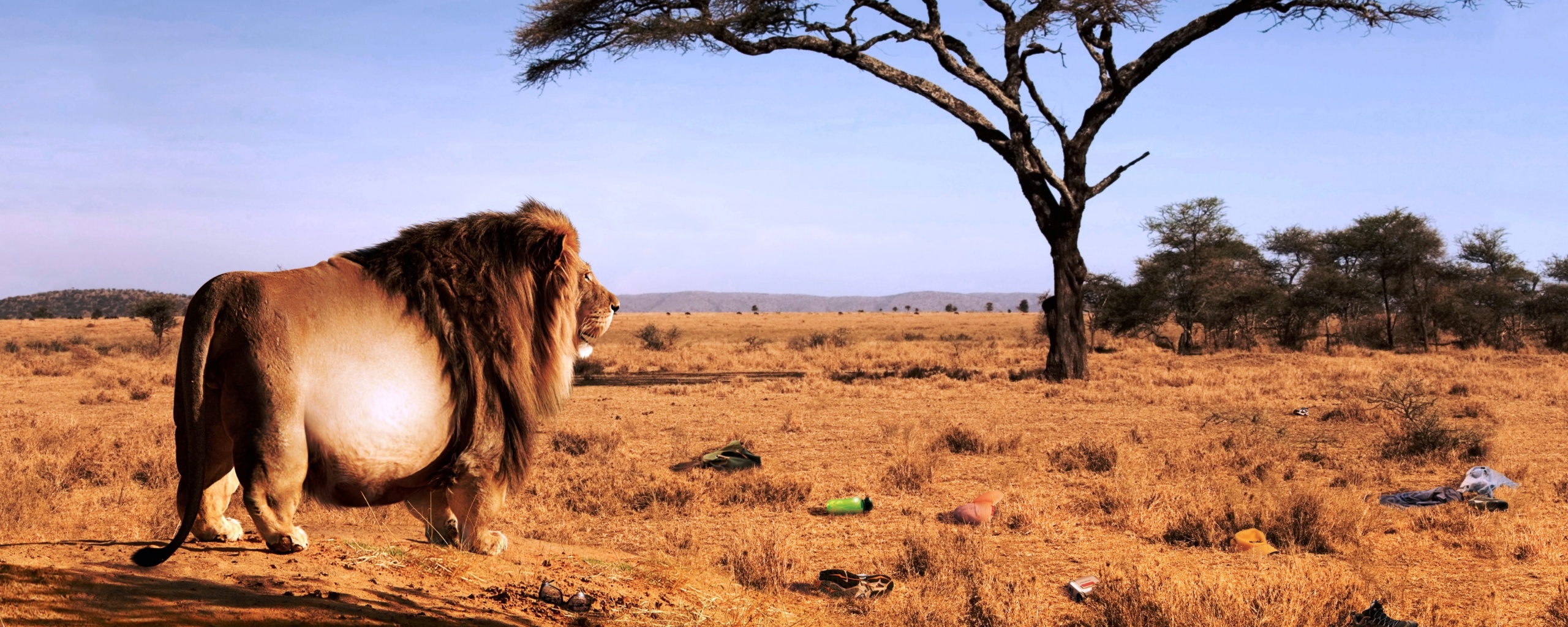 Толстый лев обои