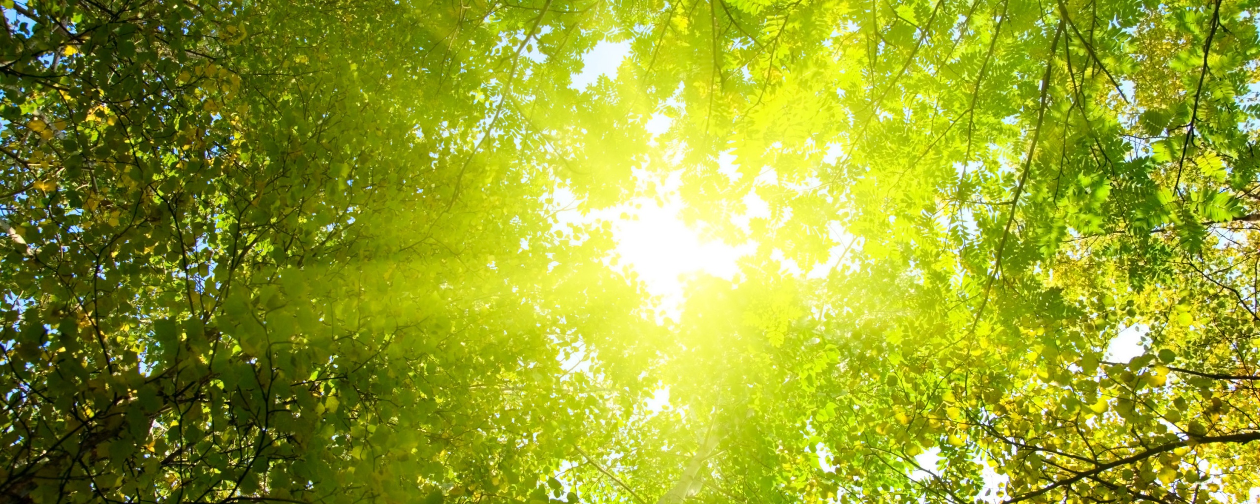 Яркий зеленоватый свет пробивающийся сквозь листву обои