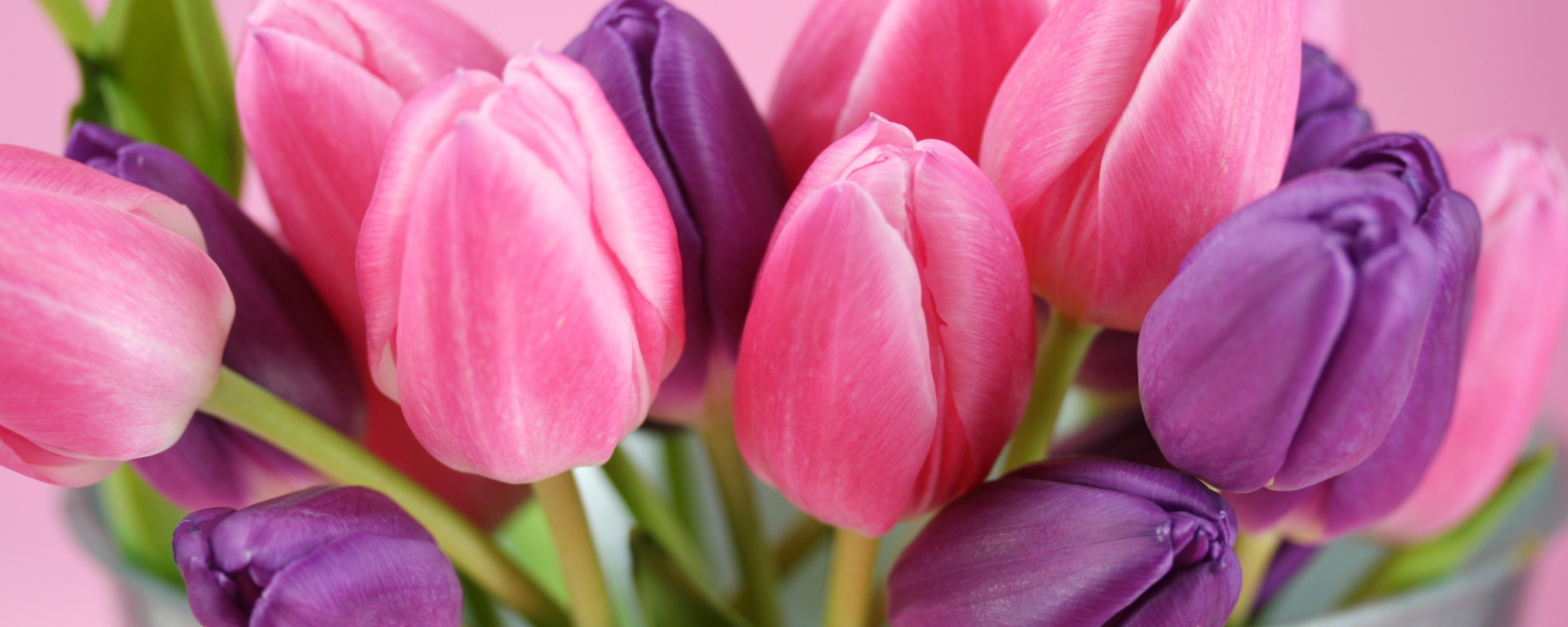 Розовые и фиолетовые тюльпаны обои