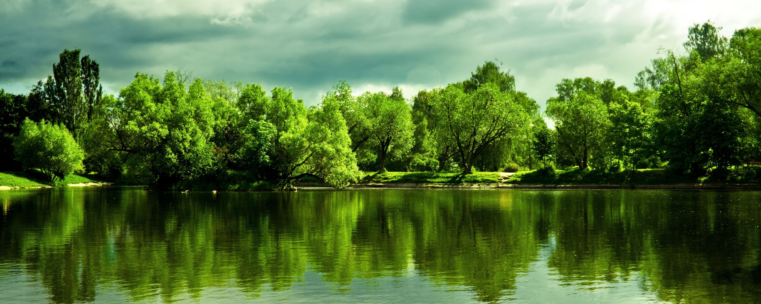 Деревья на берегу озера обои