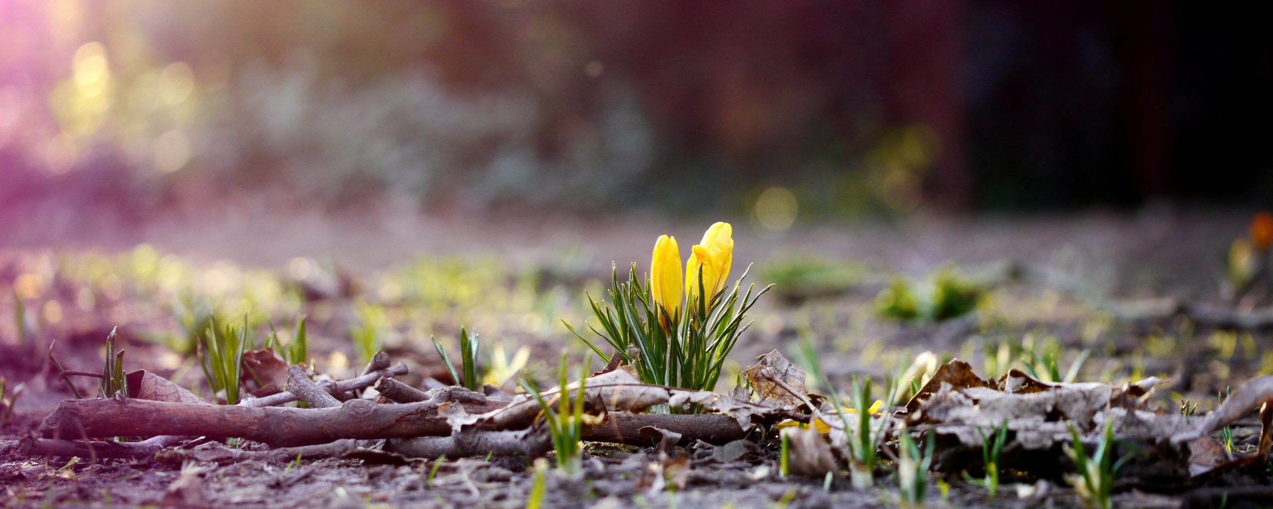 Весенняя трава и цветы обои