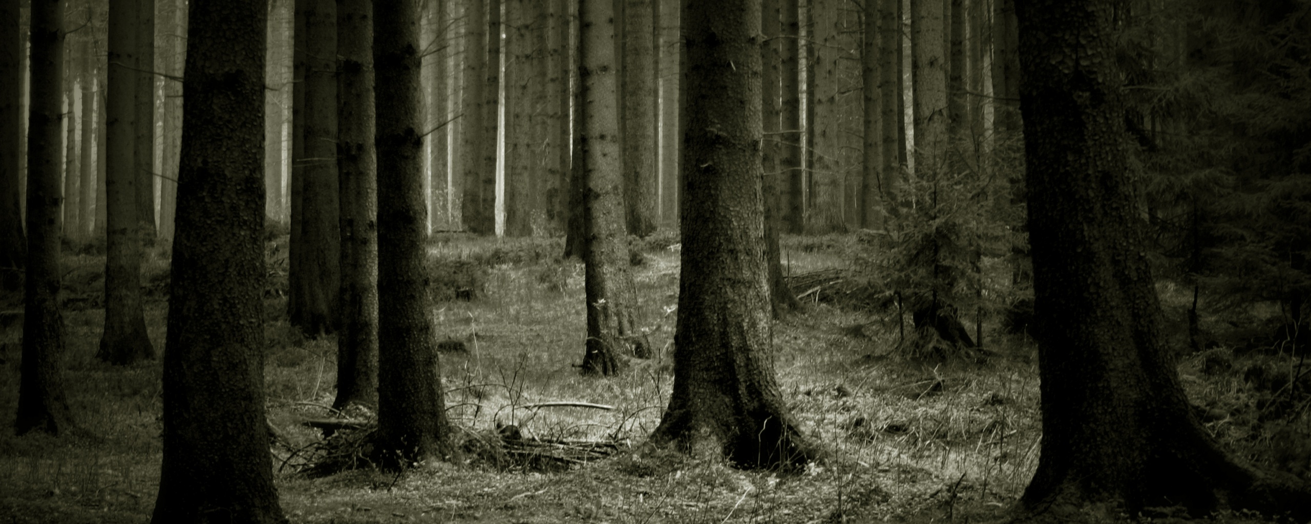Темный лес обои