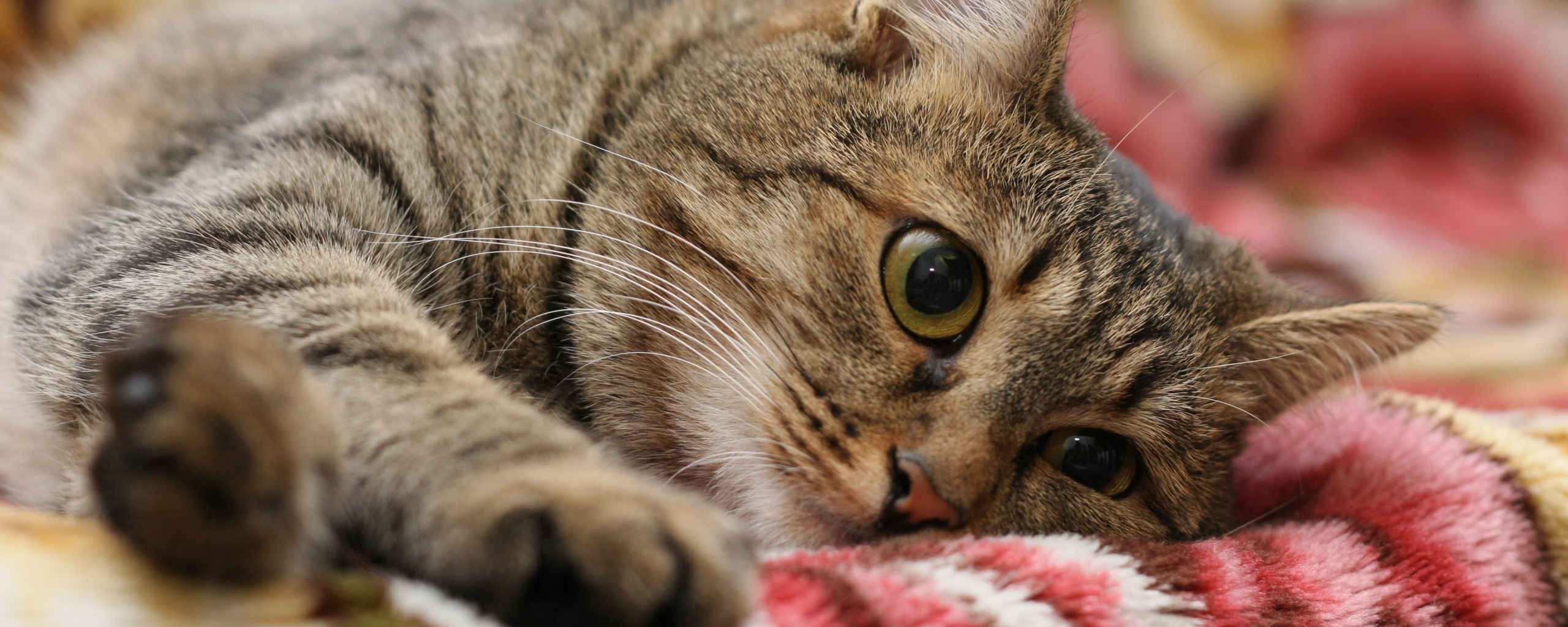 Полосатая кошка обои