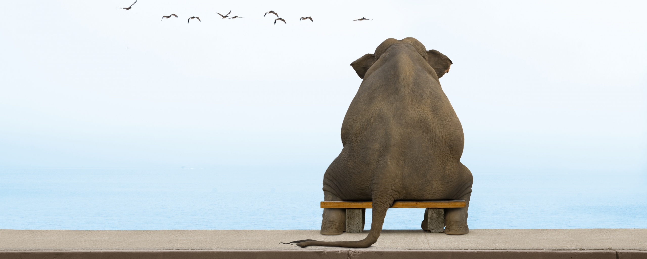 Слон на табуретке обои