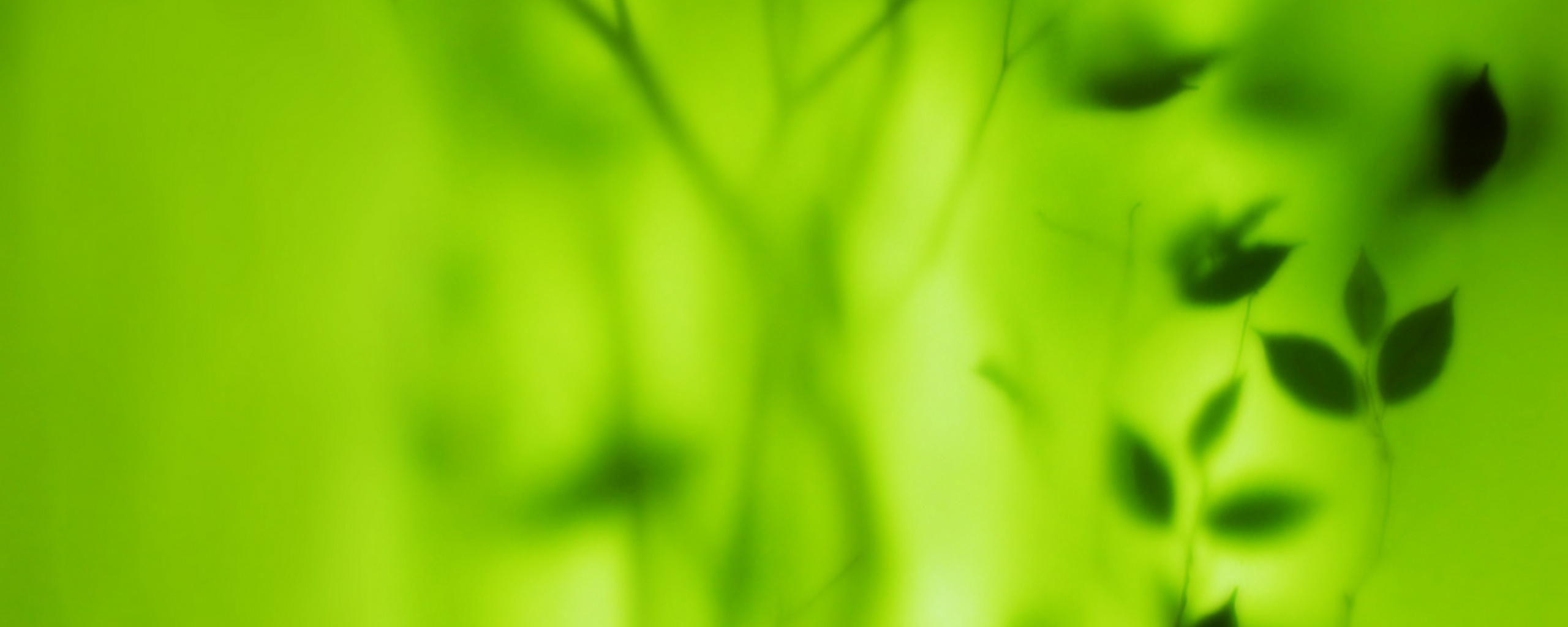 Зелень за стеклом обои