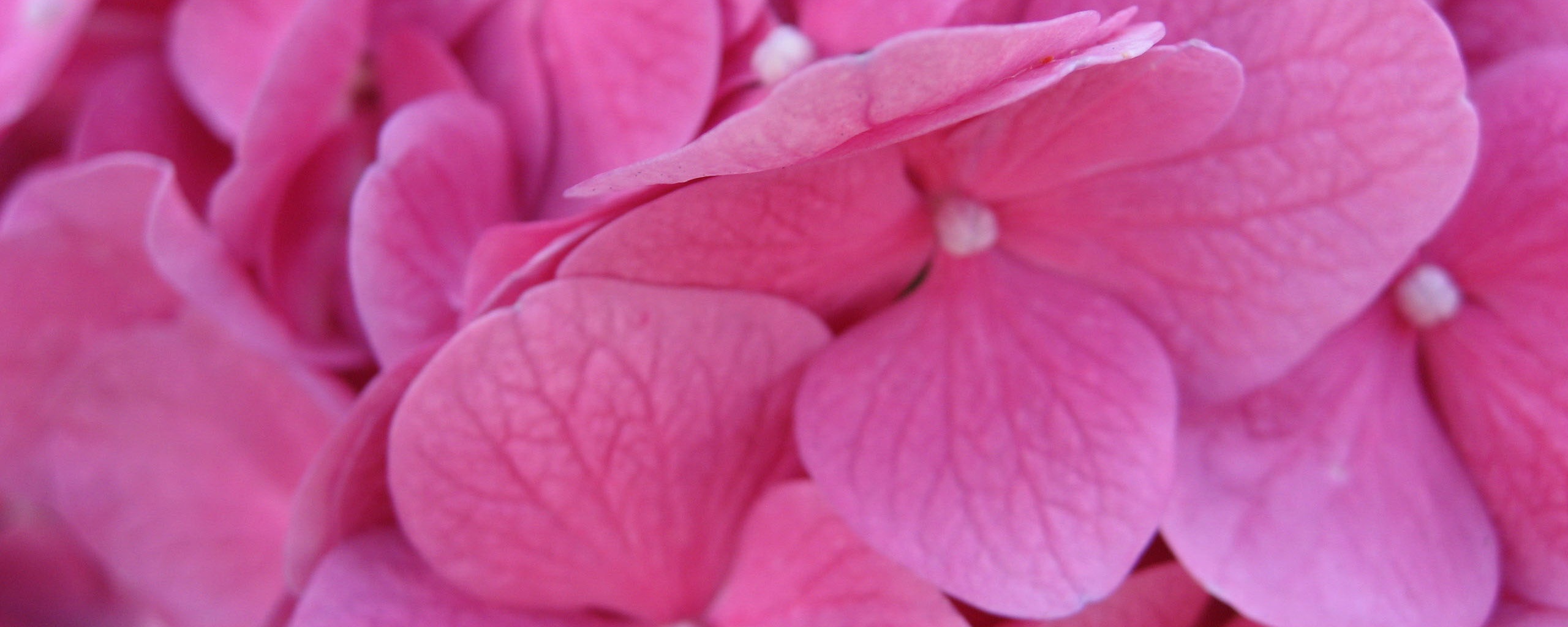 Фиолетовые нежные цветы обои