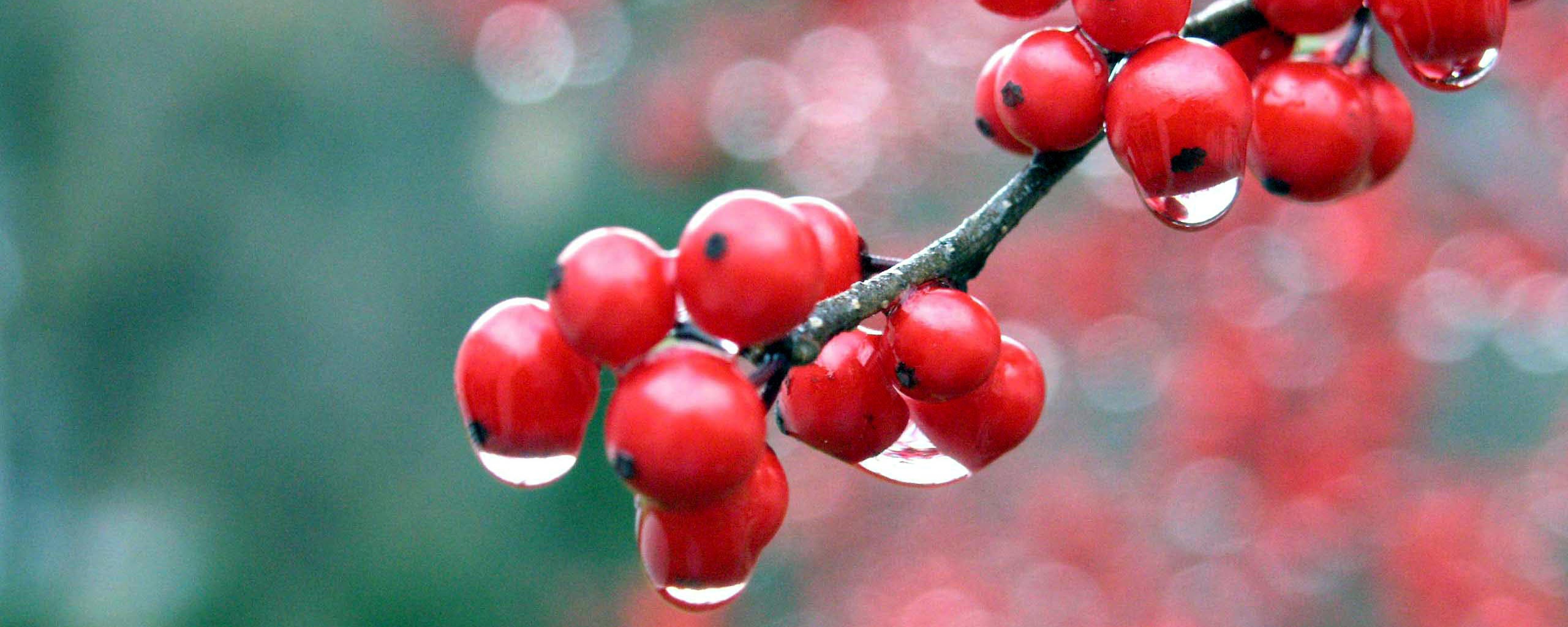 Капли росы на ягодах рябины обои
