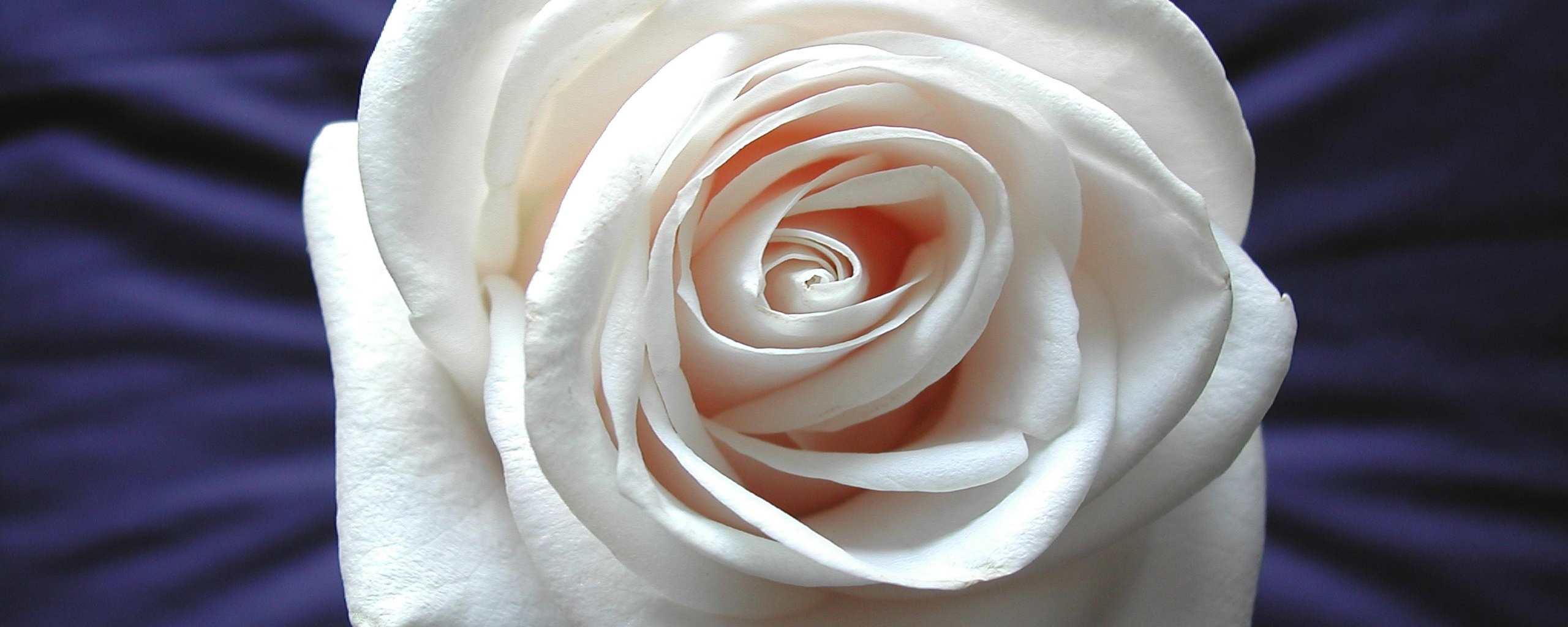 Белая роза на синей ткани обои