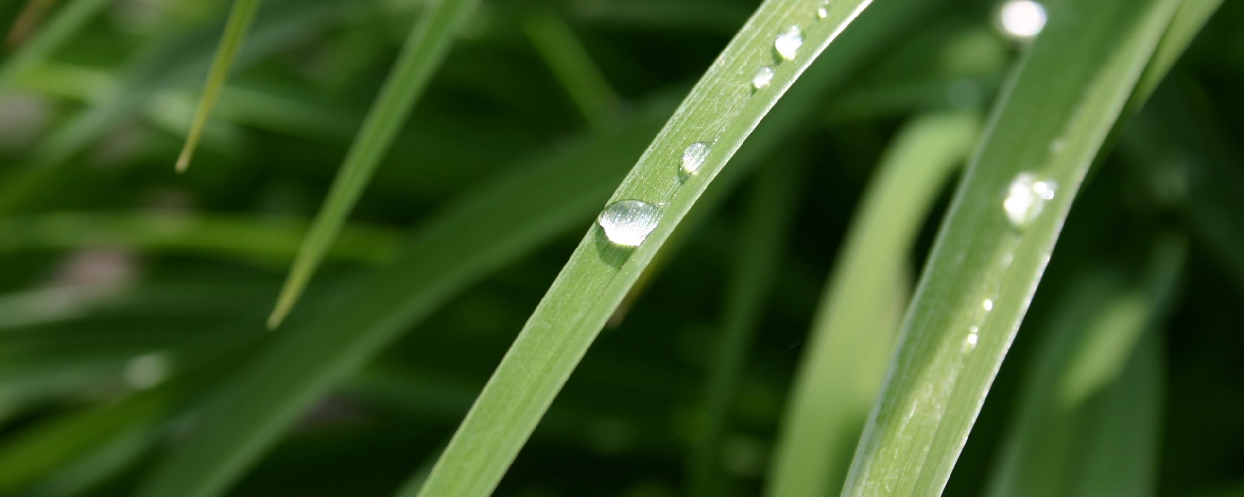 Капли росы на траве обои