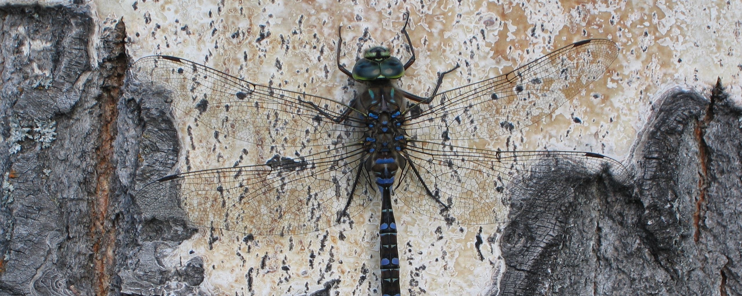 Стрекоза на дереве обои