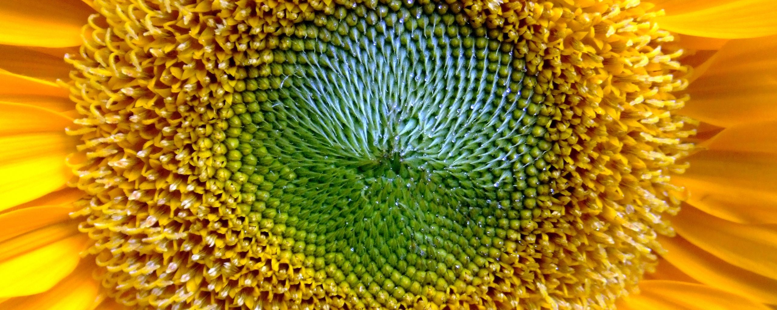 Недозревший подсолнух обои