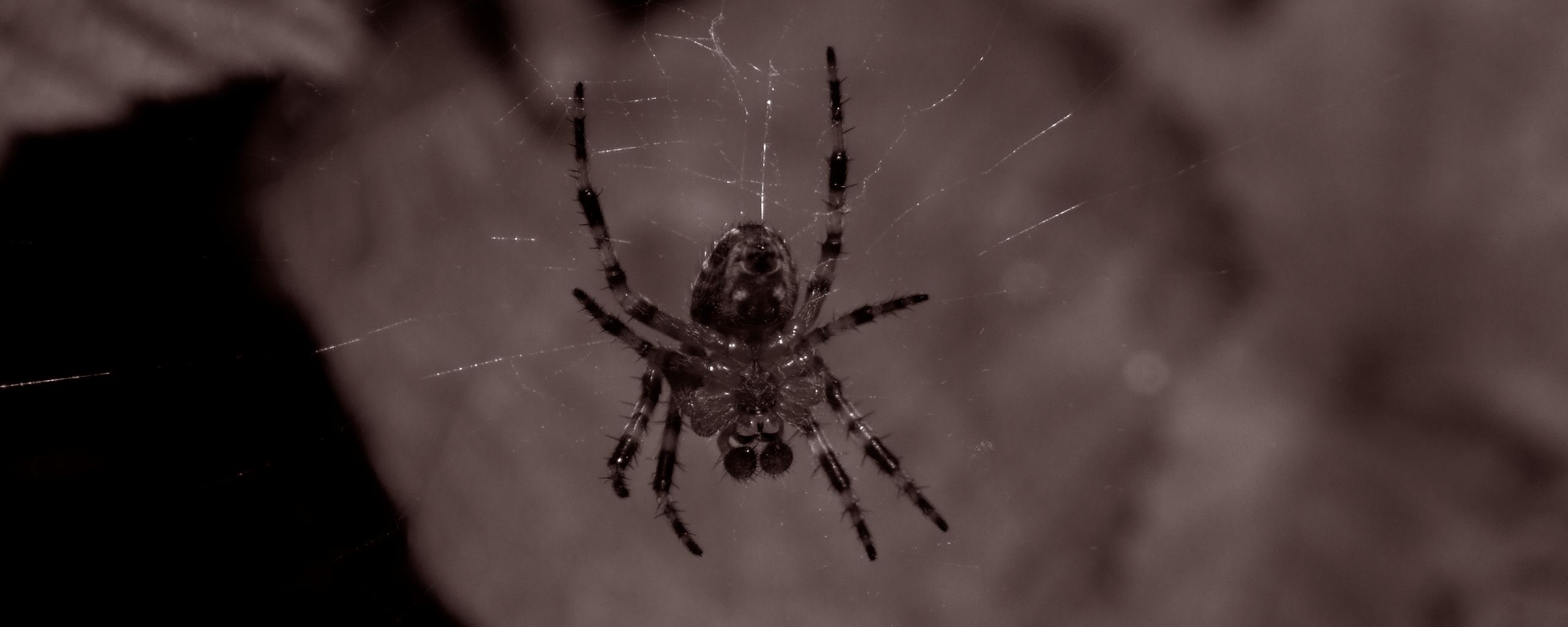 Паук на паутине обои