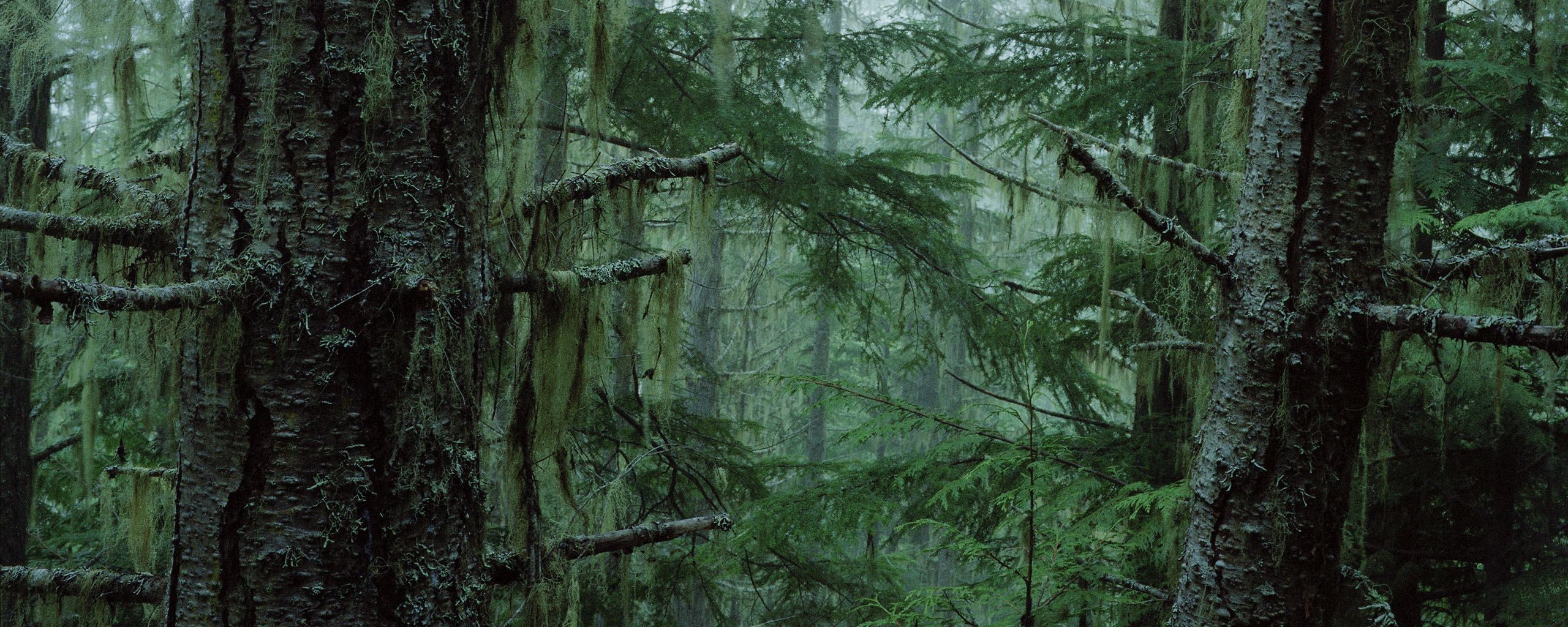 Дремучий лес обои