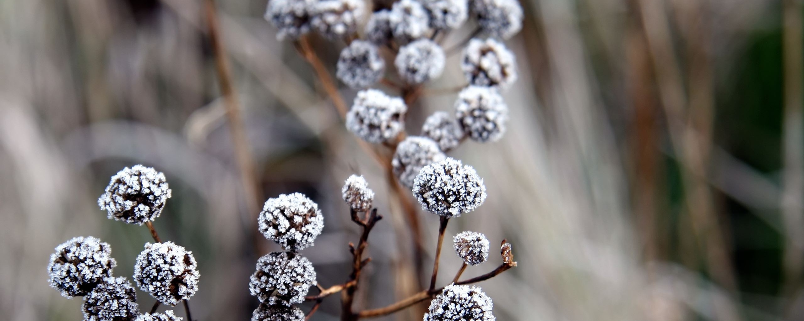 Ледяные цветы обои