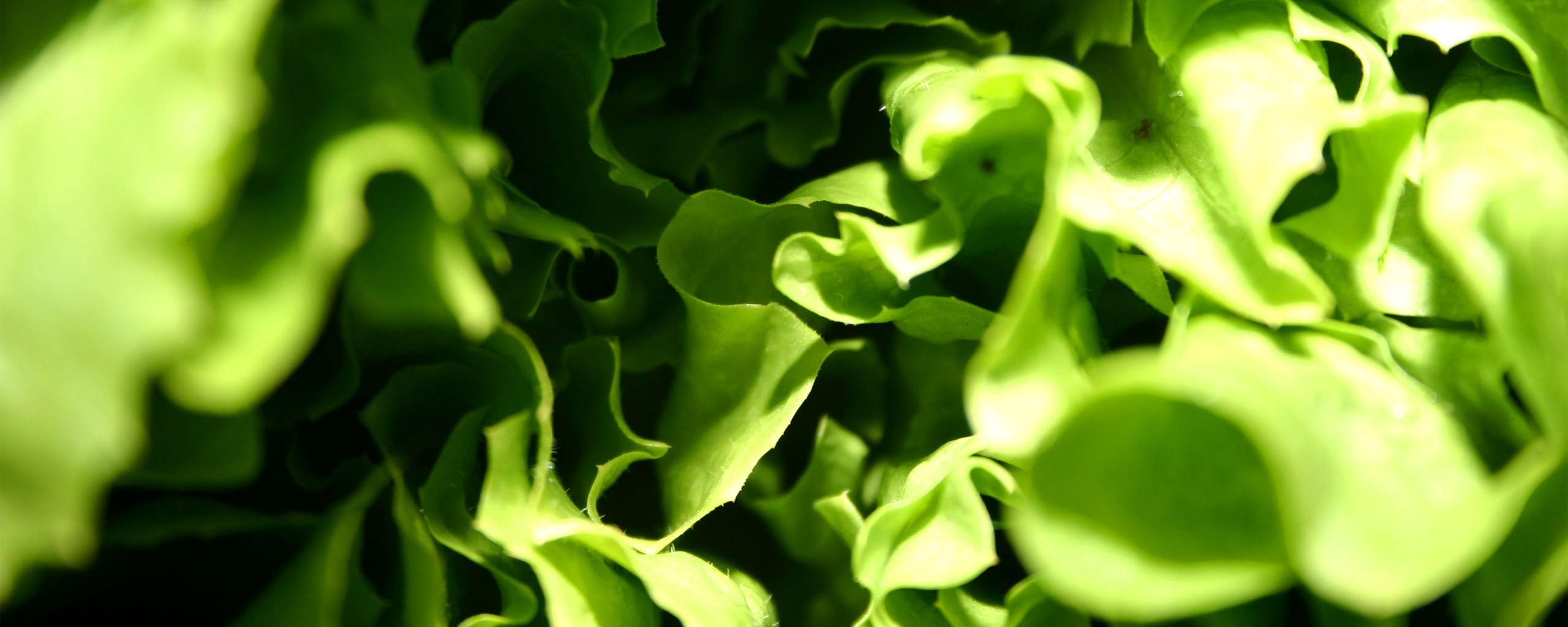 Зеленая листва обои