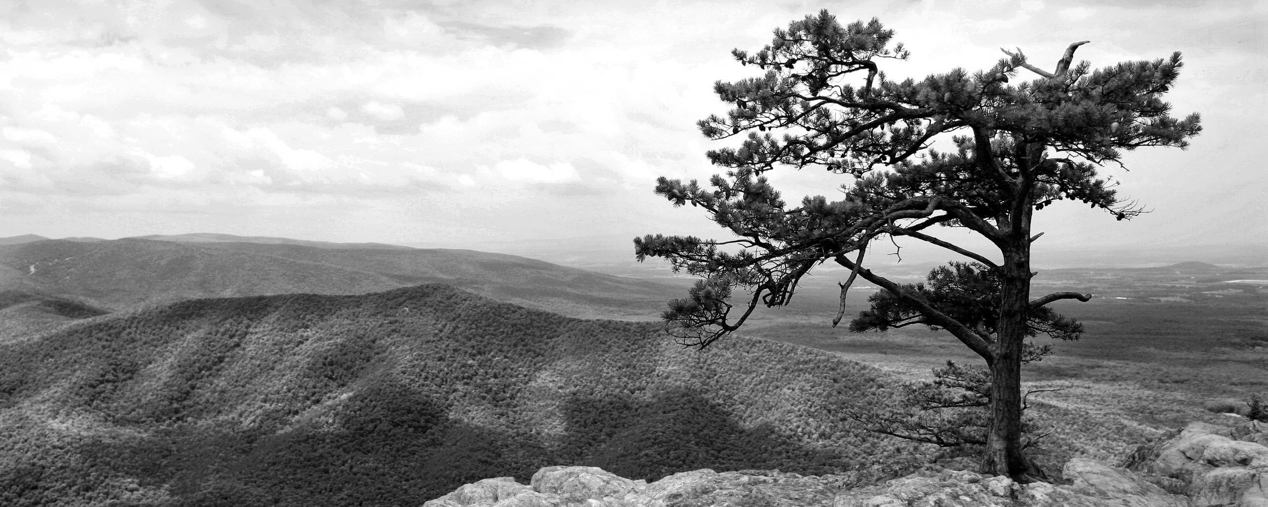 Горное дерево в черно-белых тонах обои
