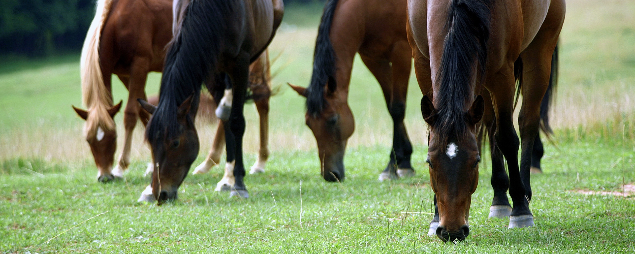 Время пощипать травку обои