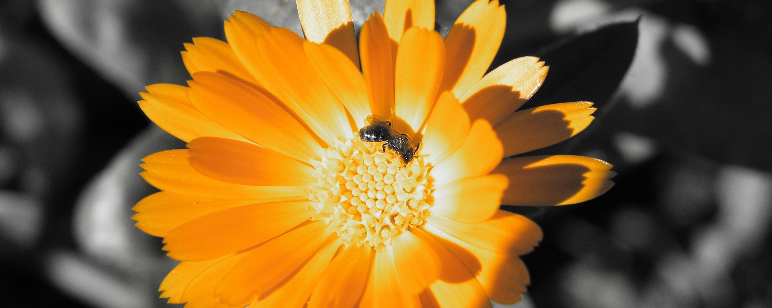 Оса на цветке обои