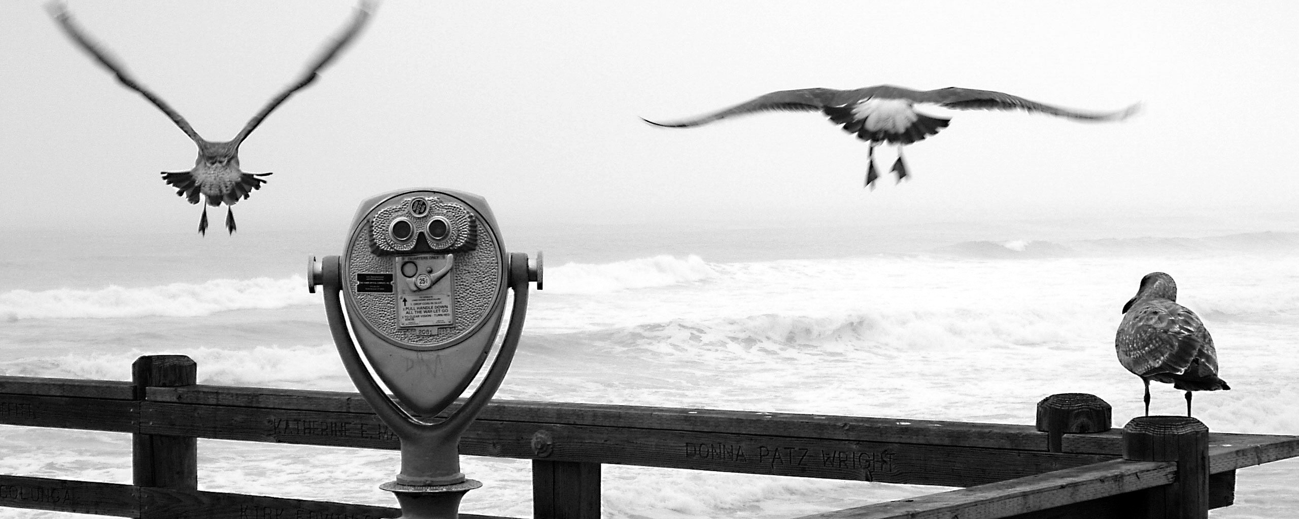 Чайки на перилах пирса обои