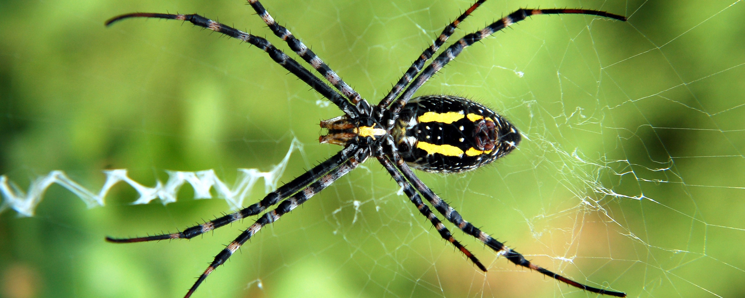 Огромный паук обои