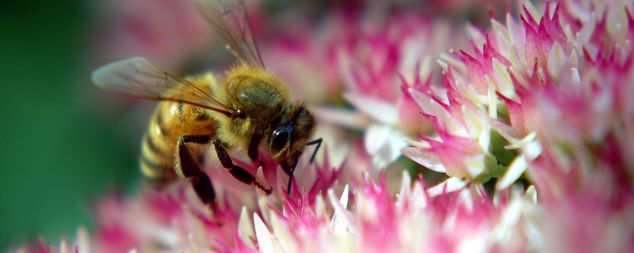 Пчела собирает пыльцу обои