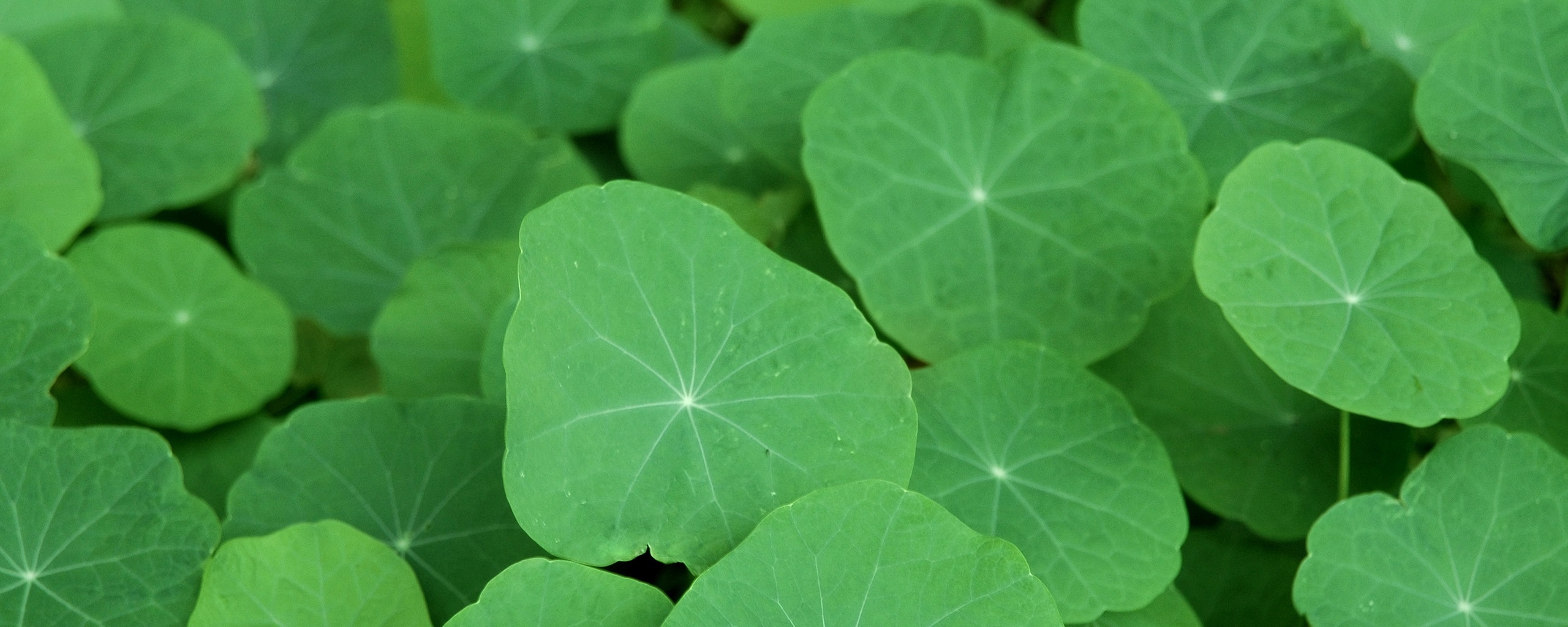 Настурция обои