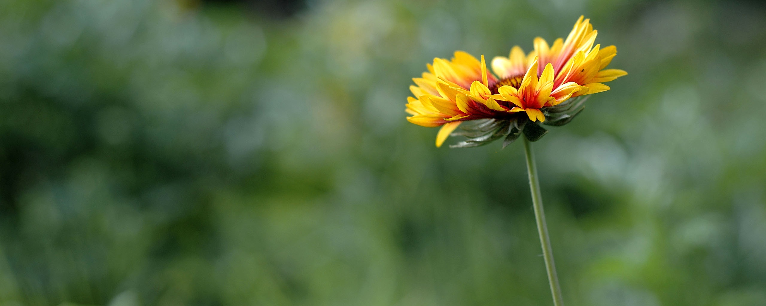 Одинокий подсолнух обои