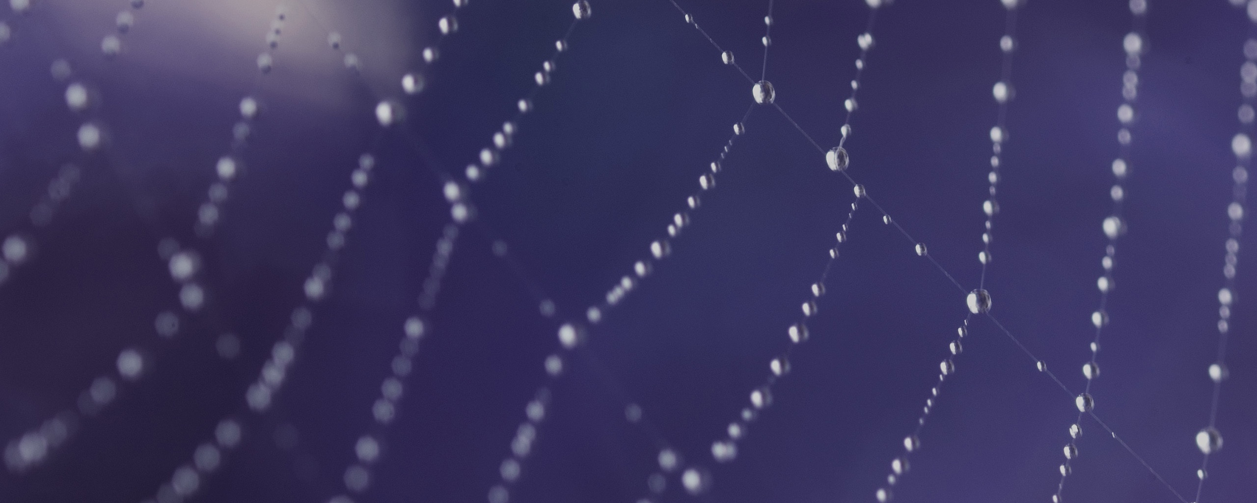 Паучья сеть обои