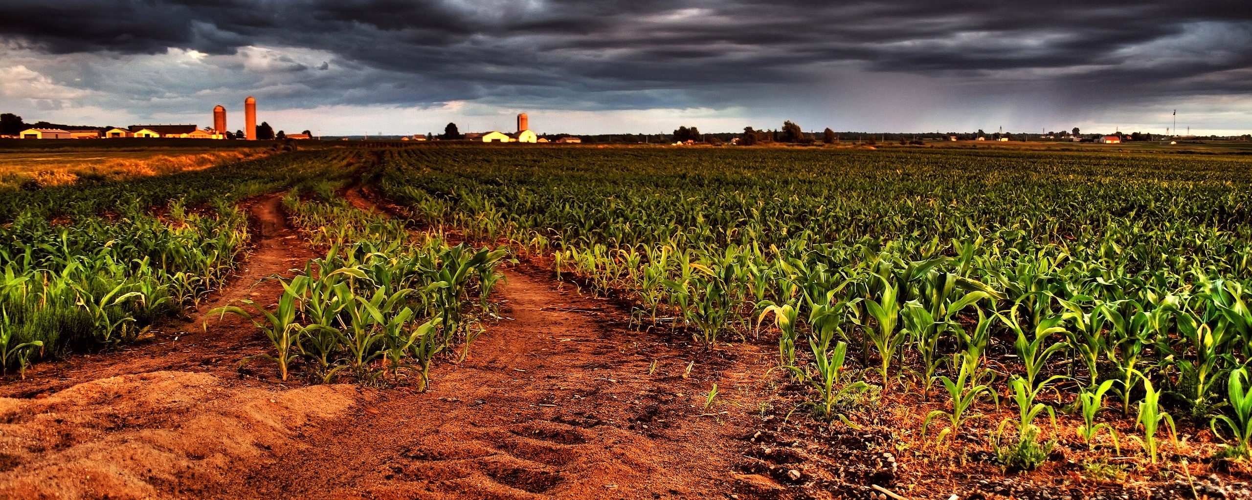 Кукурузное поле у фермы обои
