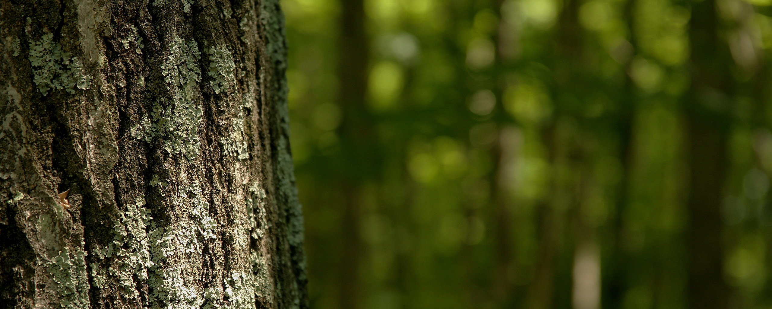 Ствол дерева обои