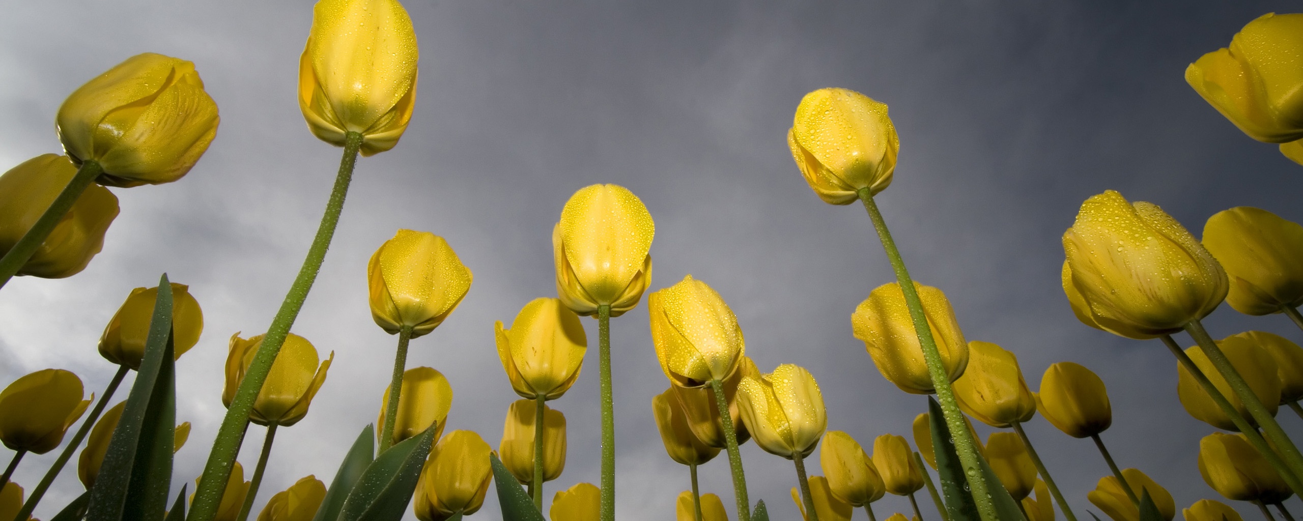 Жёлтые тюльпаны обои