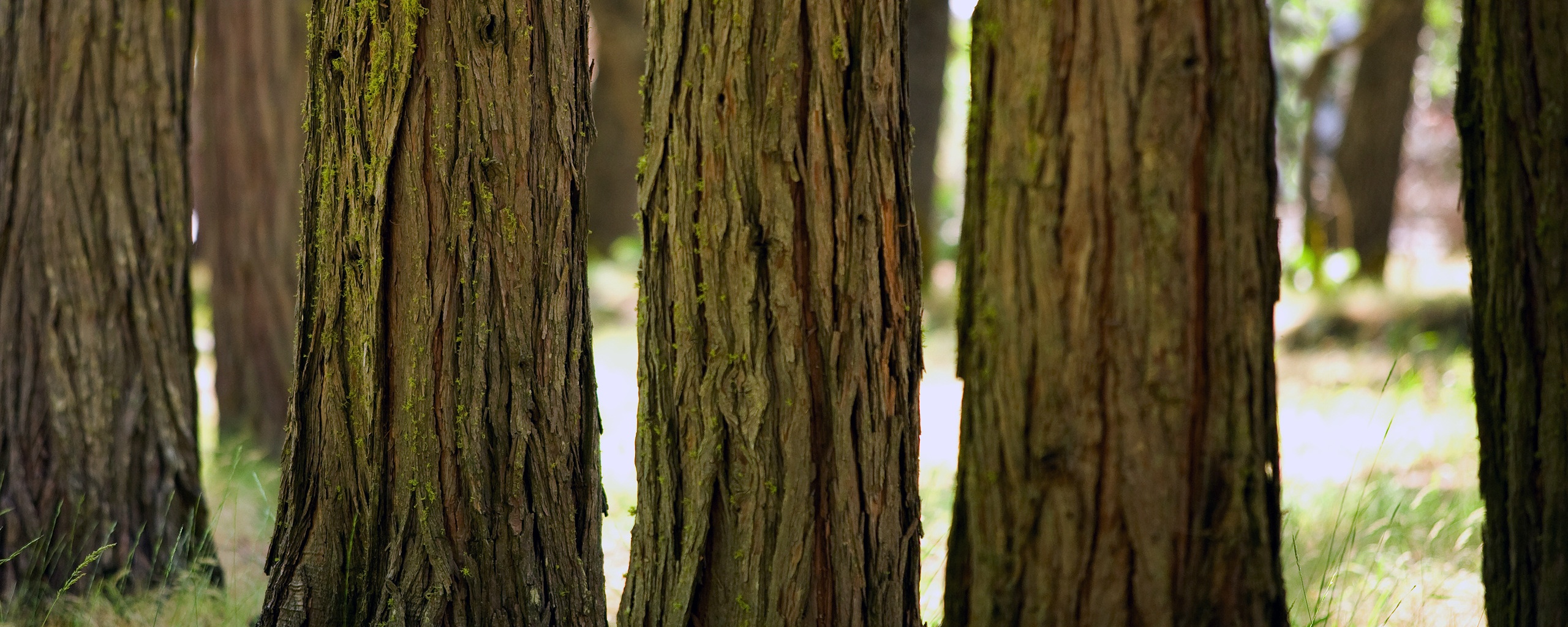 Стволы деревьев  обои